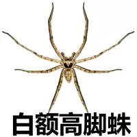 3-4cm吃小蚊子苍蝇 白额高脚蛛抓吃蟑螂的蜘蛛抓蟑螂吃小强天敌克星灭蚊虫活蜘蛛宠物