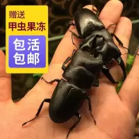 锹甲 5CM以下 锹形虫中国扁锹锹甲虫锹甲另类宠物昆虫大扁楸甲虫独角仙大锹