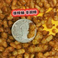 50g 雄蜂蛹 野生蜂蛹 烘干即食蜂场自产雄蜂蛹蜜蜂幼虫50g罐/每份