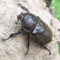 [仙 成虫]母虫 甲虫独角仙活虫幼体成虫活物昆虫宠物一公一母幼虫套餐含木屑食物
