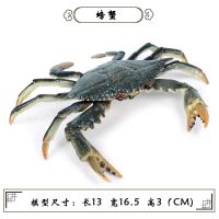 M6031B梭子蟹 仿真海洋海底生物螃蟹玩具动物模型 梭子蟹 寄居蟹 帝王龙 莎莉蟹