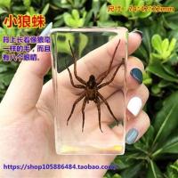 玫红色 小狼蛛 特惠幼儿园教学昆虫标本 小动物标本树脂 甲虫蜘蛛蝎子金龟子真虫