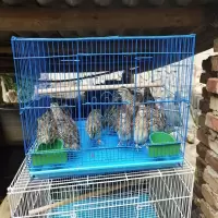 35*25*26 .家用鹌鹑笼 下蛋鹌鹑笼养殖鸟笼鹌鹑笼子鸟笼子