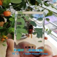 红娘子 树脂小摆件昆虫标本蟑螂甲虫蚂蚱金龟中小学生物教材认知玩具书镇