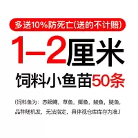 1-2cm特价饲料鱼50条 鱼苗观赏鱼 冷水鱼好养乌龟鱼饵活物龟粮鳄龟鱼饵料 鱼泥鳅苗活物