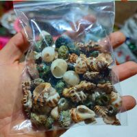 100只天然小海螺1-3cm 品种随机 1-3cm豆丁寄居蟹替换壳 天然海螺贝壳鱼缸调节水质硬度ph值硝化菌