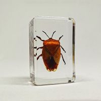 酒红色 荔蝽 其他长方形尺寸 天然昆虫标本树脂海洋动物树脂标本独角仙金龟子螃蟹真虫幼儿园