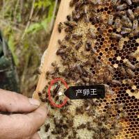 30工蜂+高产王 中蜂蜂群 中蜂双色蜂王 中蜂子脾 中蜂笼蜂土蜂群蜂王 大棚授粉
