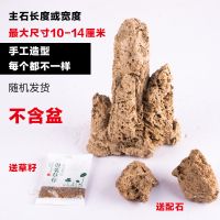 10-14cm吸水石不含盆送草籽配石 吸水石上水石 石头假山盆景天然奇石原石山水盆景装饰摆件套装
