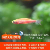 大号红斑马10送5 蝶翼长尾荧光翡翠长鳍绿冷水斑马套餐大帆七彩色大号灯科鱼