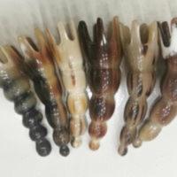 真牛角章鱼按摩梳子穴位头疗头部防静电脱发牛角梳足底点穴8爪鱼 真牛角章鱼按摩梳子穴位头疗头部防静电脱发牛角梳足底点穴8爪