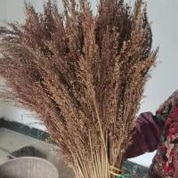 3斤装当季新苗 天然锅刷农村高粱苗老式手工洗锅炊帚饭帚刷锅刷子厨房家用刷铁锅