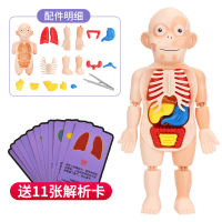 科教人体器官模型[送认知卡] 人体骨骼模型骨架医学仿真人体结构儿童拆卸全身小型迷你脊柱教学