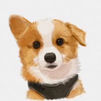 随机款-非主图款衣服 S-胸围34背长24建议3-4斤左右 秋冬麻花双面绒背心宠物衣服狗狗保暖棉衣马甲泰迪比熊服饰