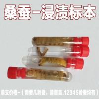 蚁蚕标本1支 蚕宝宝标本蚕的一生桑蚕生活史标本蚕蛾蚕蛹活蚕教学展示品学生