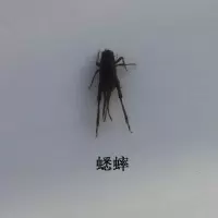 粉红色蟋蟀 甲虫真实昆虫标本独角仙金龟子扁锹甲学生观察教学DIV收藏送礼