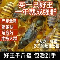 精选阿坝新开产王 中蜂蜂王种王种良高产蜜开产双色阿坝土蜂本地蜂王中华蜂高产蜂种