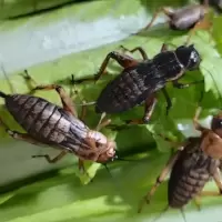 油葫芦2一3cm100只 白蟋蟀油葫芦鲜活高营养饵料金龙鱼乌龟蝎子蜥蜴蜈蚣鸟均可食用