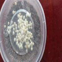 孵化盒10个 白玉蜗牛卵蜗牛卵孵化卵蜗牛蛋白玉蜗牛蛋宠物蜗牛巨型幼儿园养殖