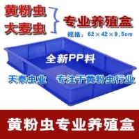 接卵盒1个 黄粉虫产卵筛面包虫养殖盒产卵筛网大麦虫产卵筛种虫繁殖套装