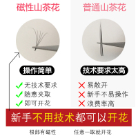 山茶花一秒开花自然浓密柔软磁性水貂绒自动种植假睫毛