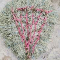 加厚小号扫把头子一把(无杆) 环卫工人专用扫把大扫帚扫马路庭院塑料丝小区户外扫公路物业工厂