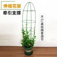 盆栽花架爬藤架植物铁线莲月季固定花支架伸缩玫瑰支架杆阳台室内