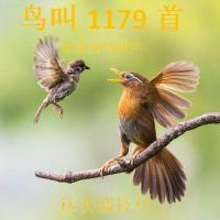 声卡户外内存卡保护鸟类内存卡888养殖户户外声卡内存卡 4GB 户外卡
