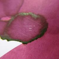 非碳素染卡彩墨乐骏carpink幻变套装渐变钢笔墨水sheen普鲁士蓝 栗梅