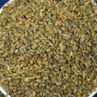 黑苦荞米新货农家荞麦米苦荞麦全胚芽米黑苦荞大米五谷杂粮粗粮 250克黑苦荞米