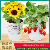 DIY小盆栽套装 绿植花卉开心农场儿童幼儿园含羞草向日葵创意礼物 盲选不同品种 1套装-送小铲子