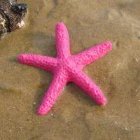 天然贝壳海螺摆件海星手工diy鱼缸水族箱地台造景儿童玩具小礼物 一个玫红仿真海星5.5CM
