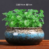 大号铜钱草水培花盆陶瓷金钱草特价清仓简约水养一叶莲碗莲水仙花 花釉圆口水培花盆(不含植物)
