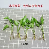 创意鹿绿萝水培植物花瓶玻璃透明容器皿水养插花盆客厅装饰品摆件 5根[水培绿萝]