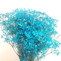 昆明永生花天然满天星情人节教师节礼物客厅装饰家具摆设拍摄道具 蒂芙兰 一斤鲜花制作(全干永生花)发货)