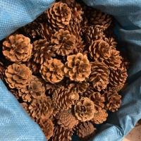 松果100个混合尺寸手工diy装饰松果画幼儿园圣诞松果一手货源批发 5一6厘米3个
