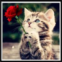 [48小时发货]5D钻石画可爱玫瑰猫咪点贴钻十字绣钻石绣客厅卧室小幅儿童装饰画 魔方圆钻30*30CM贴猫和玫瑰