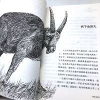 疯羊血顶儿 沈石溪动物小说大王品藏书系/四五六年级中小学生课