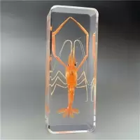 巨型海虾 真实树脂昆虫标本真虫 甲虫蜘蛛锹甲天牛蝎子独角仙 琥珀标本摆件