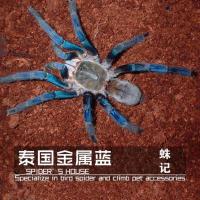 足展0.1-0.5cm不送饲养套餐 泰国金属蓝活物蜘蛛 大型穴居凶猛爬宠学生玩具 公母宠物蓝色漂亮