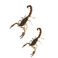 4-5厘米的公蝎子(50只) 活蝎子宠物饲料