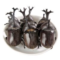 野生独角仙50克 独角仙材昆虫虫大全仙干甲虫独角野生锹甲独角类