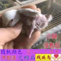 少毛虎皮[颜色随机] 虎皮鹦鹉活鸟会说话的鸟宠物小鸟幼鸟活物家用鸟笼子大号全套别墅