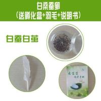 白蚕蚕卵100粒孵盒羽毛说明书 蚕卵家蚕春蚕活蚕1-2龄小蚕宝宝彩色蚕学生养蚕桑蝉卵工具桑叶