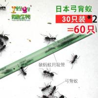 蚂蚁50只 养蚂蚁工坊别墅玩具蚂蚁城堡洞森林王国蚁巢生态箱便宜超大送蚁后