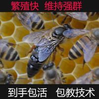 纯种双色王 中蜂蛋群带王工蜂群带王蜜蜂群带蜂王小蛋群带王笼蜂子脾开产处王