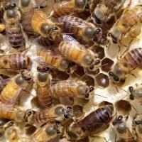 25工蜂+产卵王 中蜂蜂群 中蜂双色蜂王 中蜂子脾 中蜂笼蜂土蜂群蜂王 大棚授粉