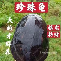 1斤左右公龟 超大中华花龟珍珠龟观赏镇宅好养好玩活物大乌龟下蛋繁殖情侣宠物