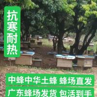 100工蜂用于蜂疗 十框箱标脾长48.8 中蜂中华蜜蜂群土蜂本地蜂采蜜授粉蜂疗带蜂王带子脾笼蜂广东发货