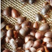 活体小幼土元土鳖虫苗 幼土土鳖虫苗养殖蝎子蜈蚣蜘蛛蜥蜴鸟类宠物500g